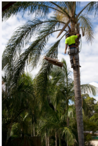 palm tree cutting